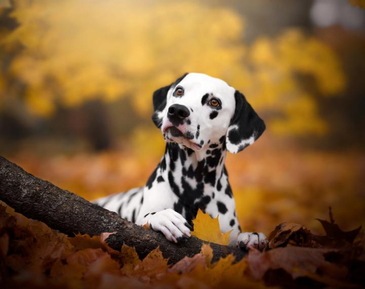 Ready-made stem cell therapies for pets could be coming
